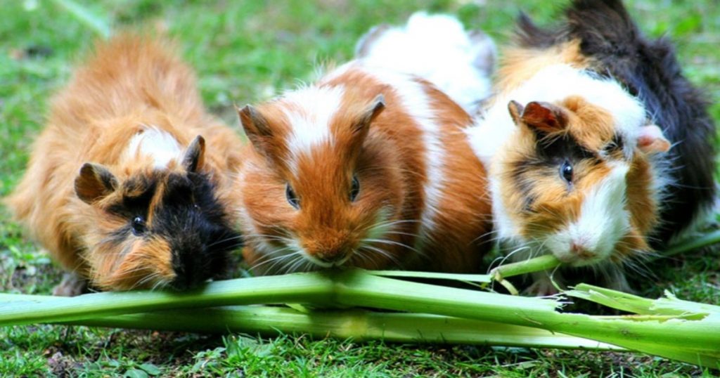 guinea pig seslerini anlamak