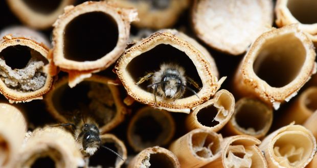 nesli-tukenme-tehlikesi-altindaki-canlilar